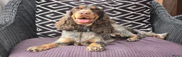 Cocker Spaniel dogs for sale: Show Type Chocolate Roan & tan female. 2 year old. - Advert 2