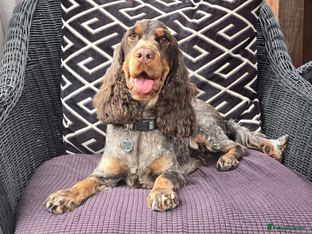Cocker Spaniel dogs for sale: Show Type Chocolate Roan & tan female. 2 year old. - Advert 2