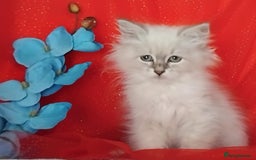 Siberian cats for sale: Siberian kittens for sale  - Image 10