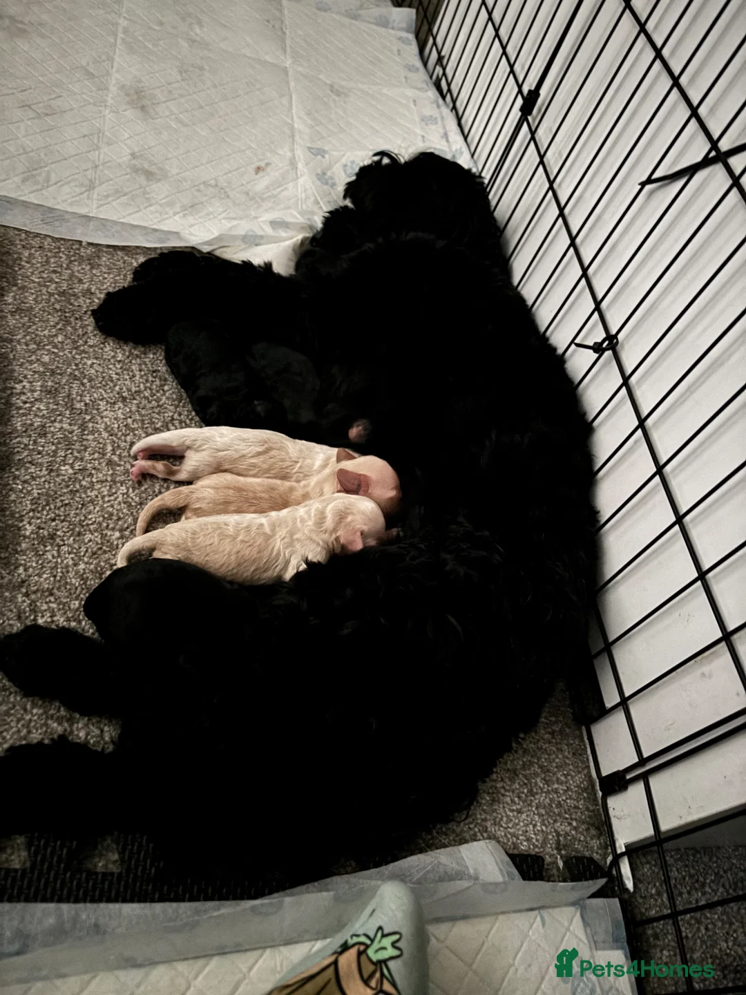 Cockapoo dogs for sale: 7 beautiful Cockapoo puppies  - Advert 15