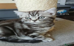 British Shorthair cats for sale: Bsh .Silver Classic Tabby .GCCF. - Image 1