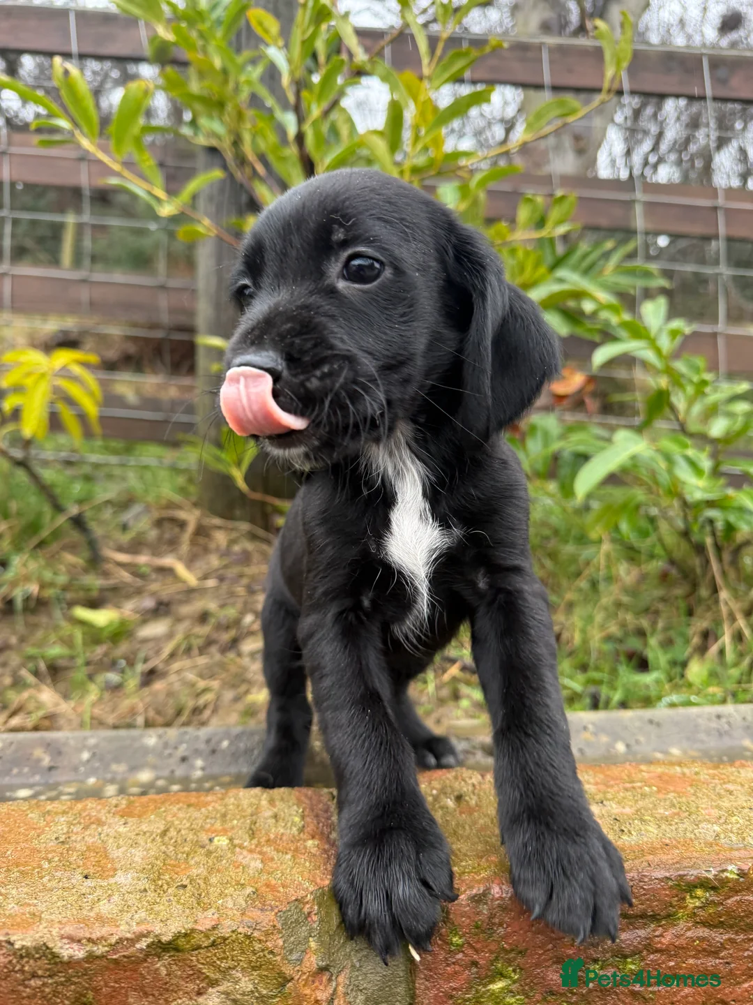 Mixed Breed dogs for sale: CockerJacks Cocker Spaniel /Jack Russell MALE pups - Advert 2
