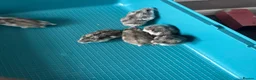 Hamster rodents for sale: Male and female dwarf Syrian hamsters  in Cardiff - Advert 2