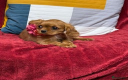 Cavalier King Charles Spaniel dogs for sale: Cavalier king Charles  Ruby's puppy's   - Image 25