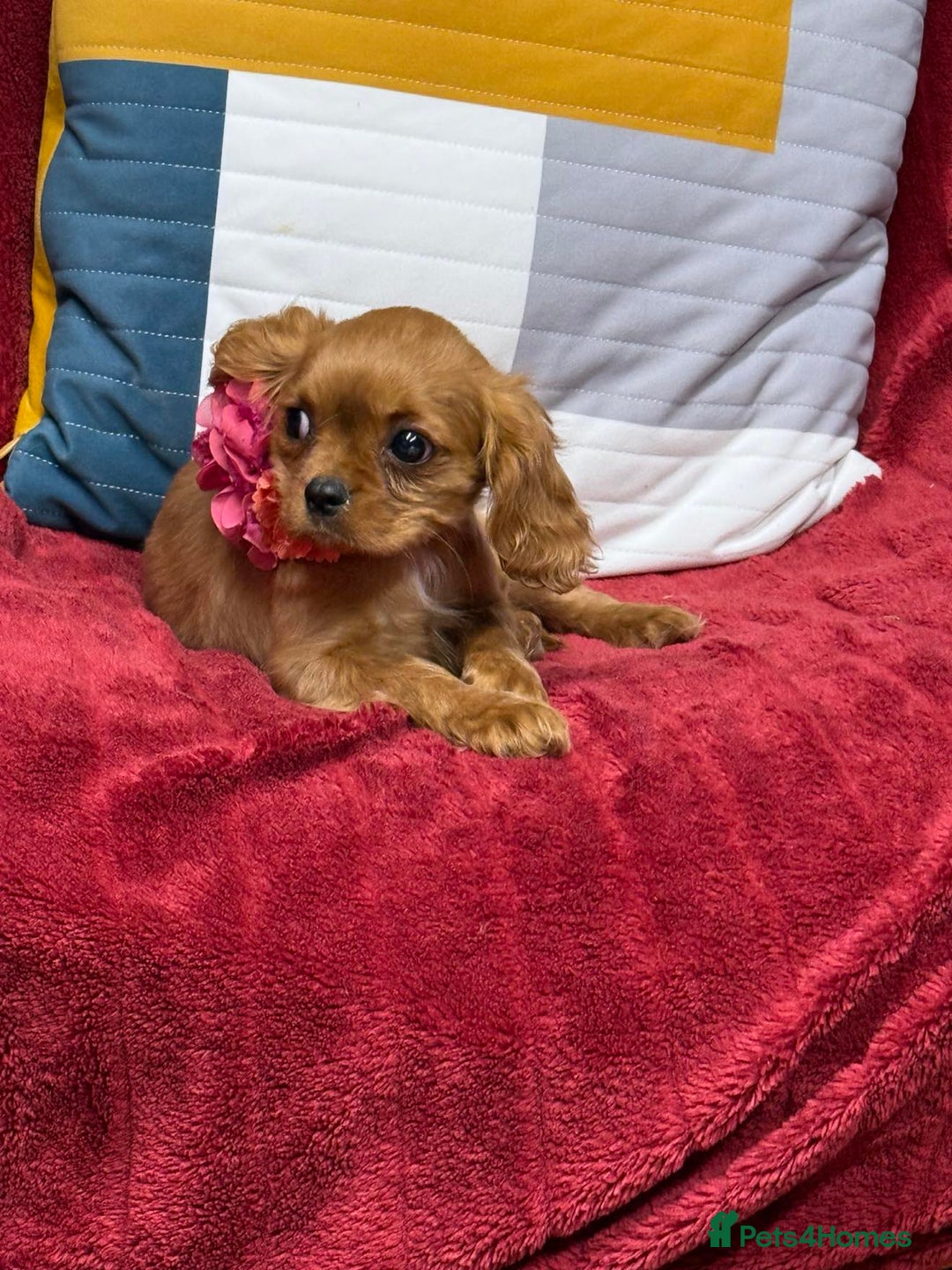 Cavalier King Charles Spaniel dogs for sale: Cavalier king Charles  Ruby's puppy's   - Image 25