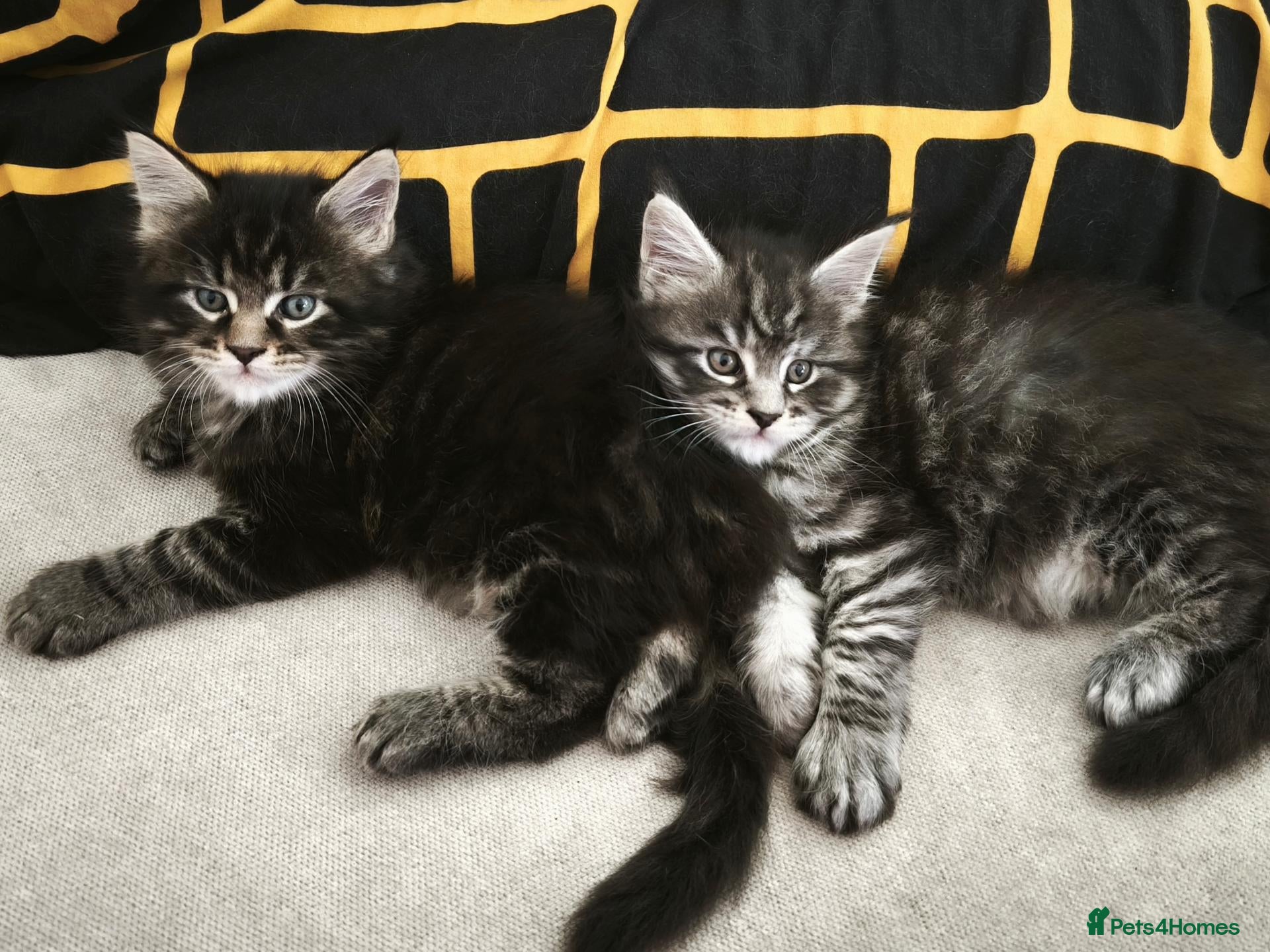 Maine Coon cats Beautiful Maine Coon kittens - Advert 1