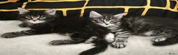 Maine Coon cats for sale: Beautiful Maine Coon kittens - Advert 1
