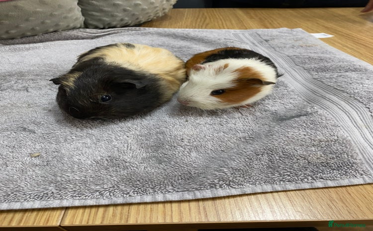 Guinea Pig rodents - Advert 2