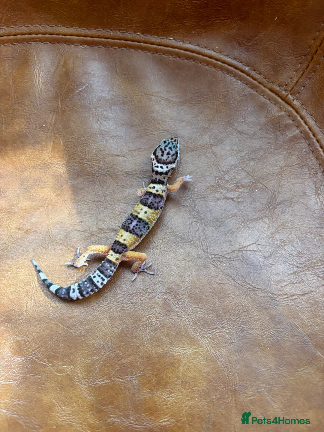 Leopard Gecko reptiles for sale: Leopard gecko babies  in Feltham - Advert 7