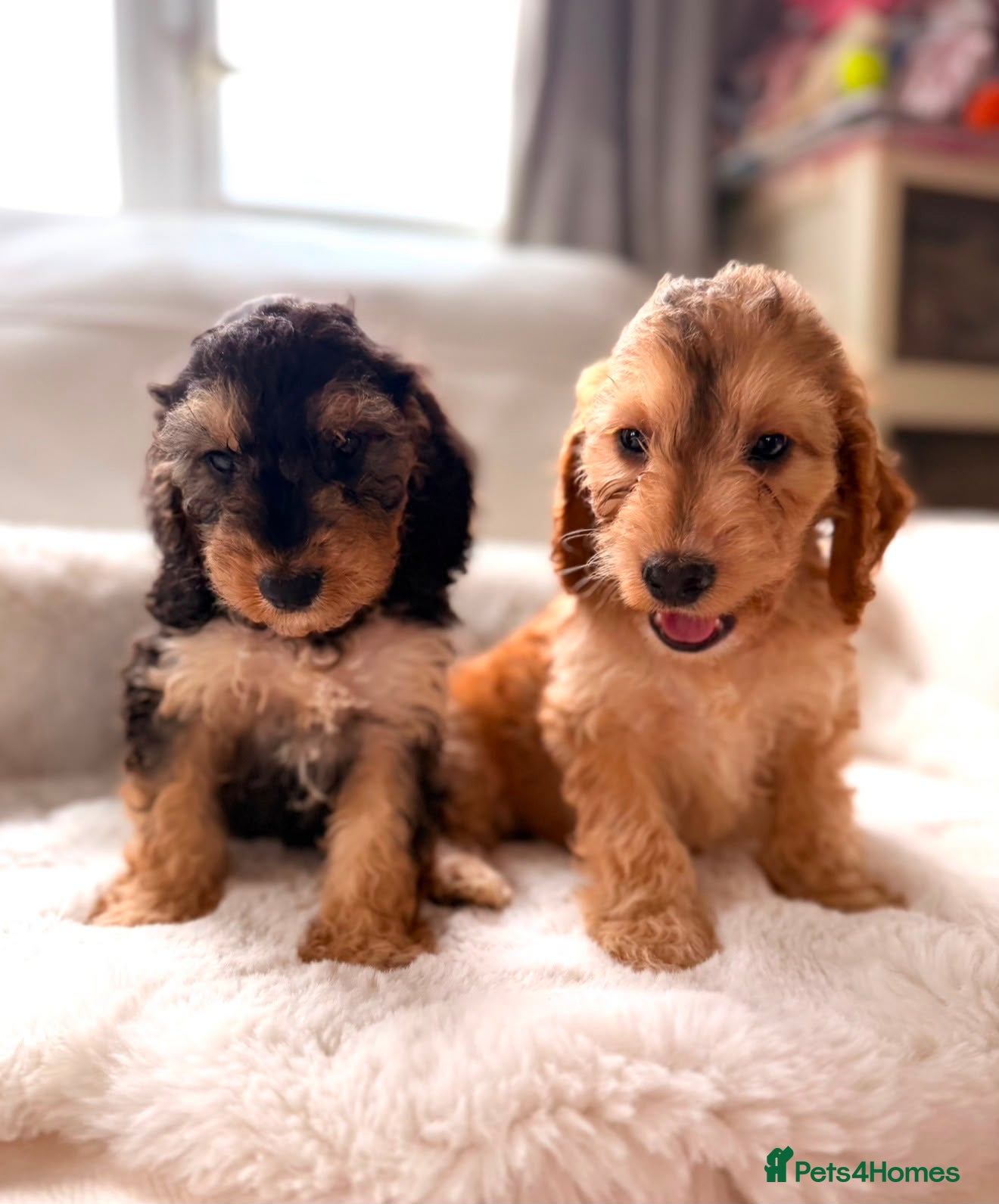 Cockapoo dogs Gorgeous F1 cockapoo puppies  - Advert 2