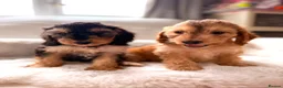 Cockapoo dogs for sale: Gorgeous F1 cockapoo puppies  - Advert 3