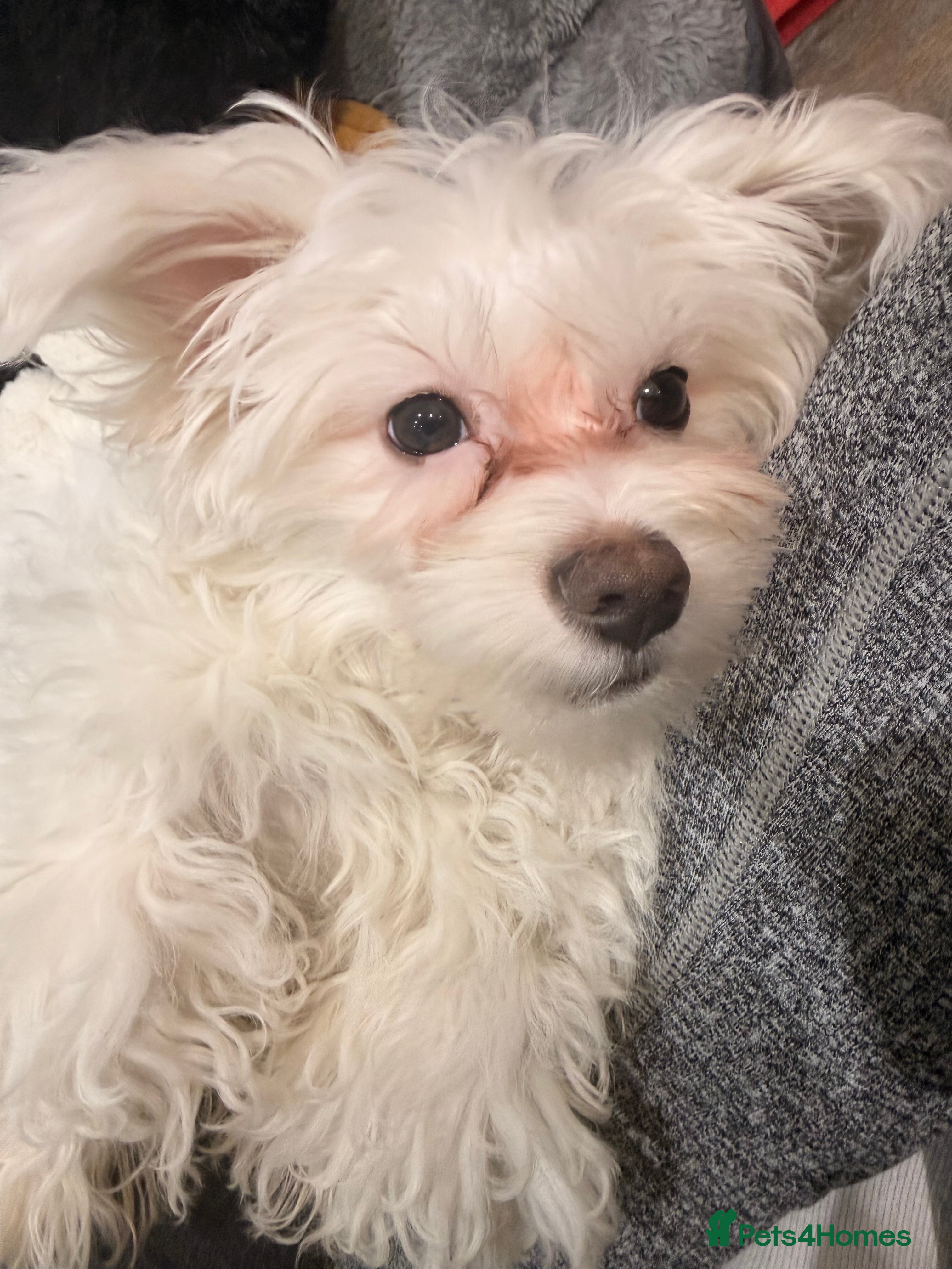 Maltese dogs Puppy named Bambi  - Advert 1