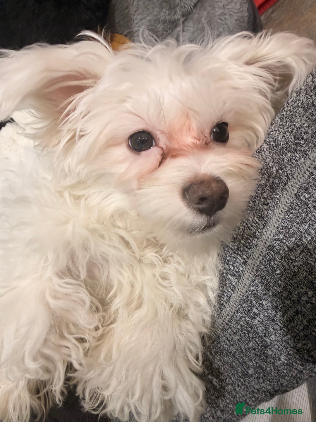 Maltese dogs for sale: Puppy named Bambi  - Advert 1