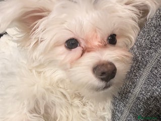 Maltese dogs Puppy named Bambi - Advert 1