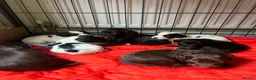 Sprocker dogs for sale: 7 Sprocker Puppies  - Advert 5