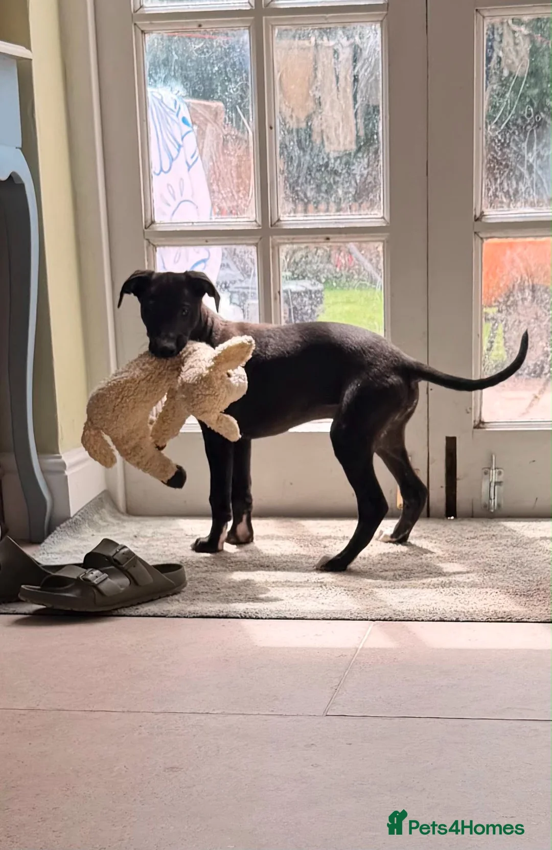 Whippet dogs for sale: Beautiful KC Whippet Puppies - Advert 1