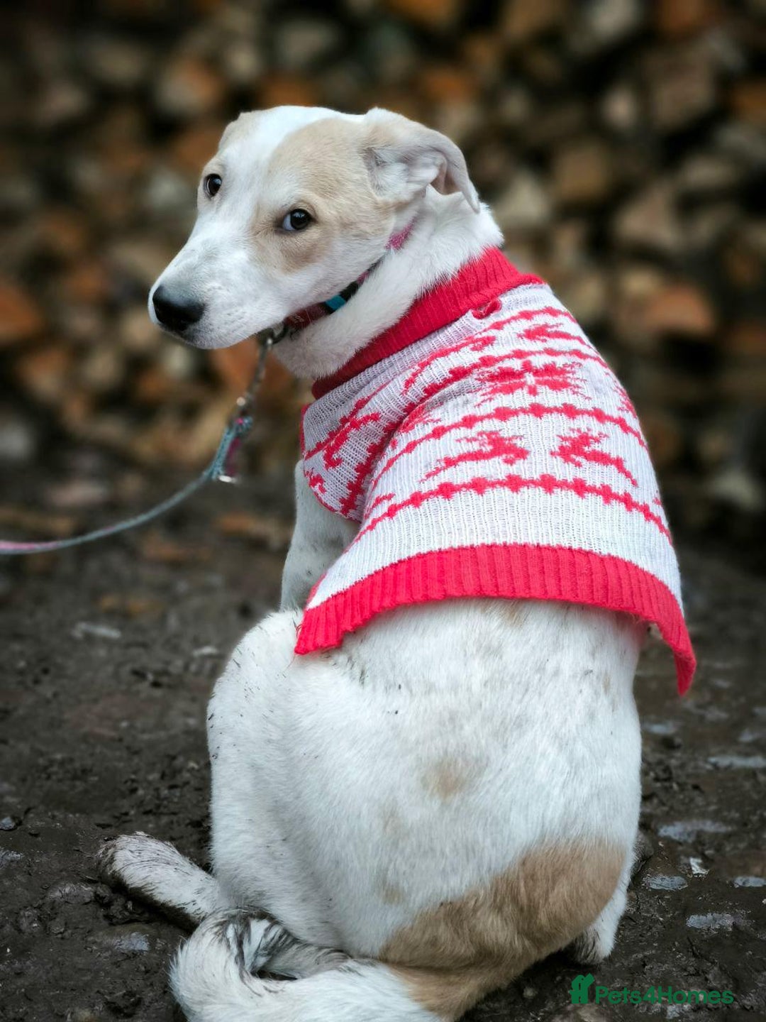 Mixed Breed dogs for adoption: 💙🐶 LEO 🐶💙 - Advert 13