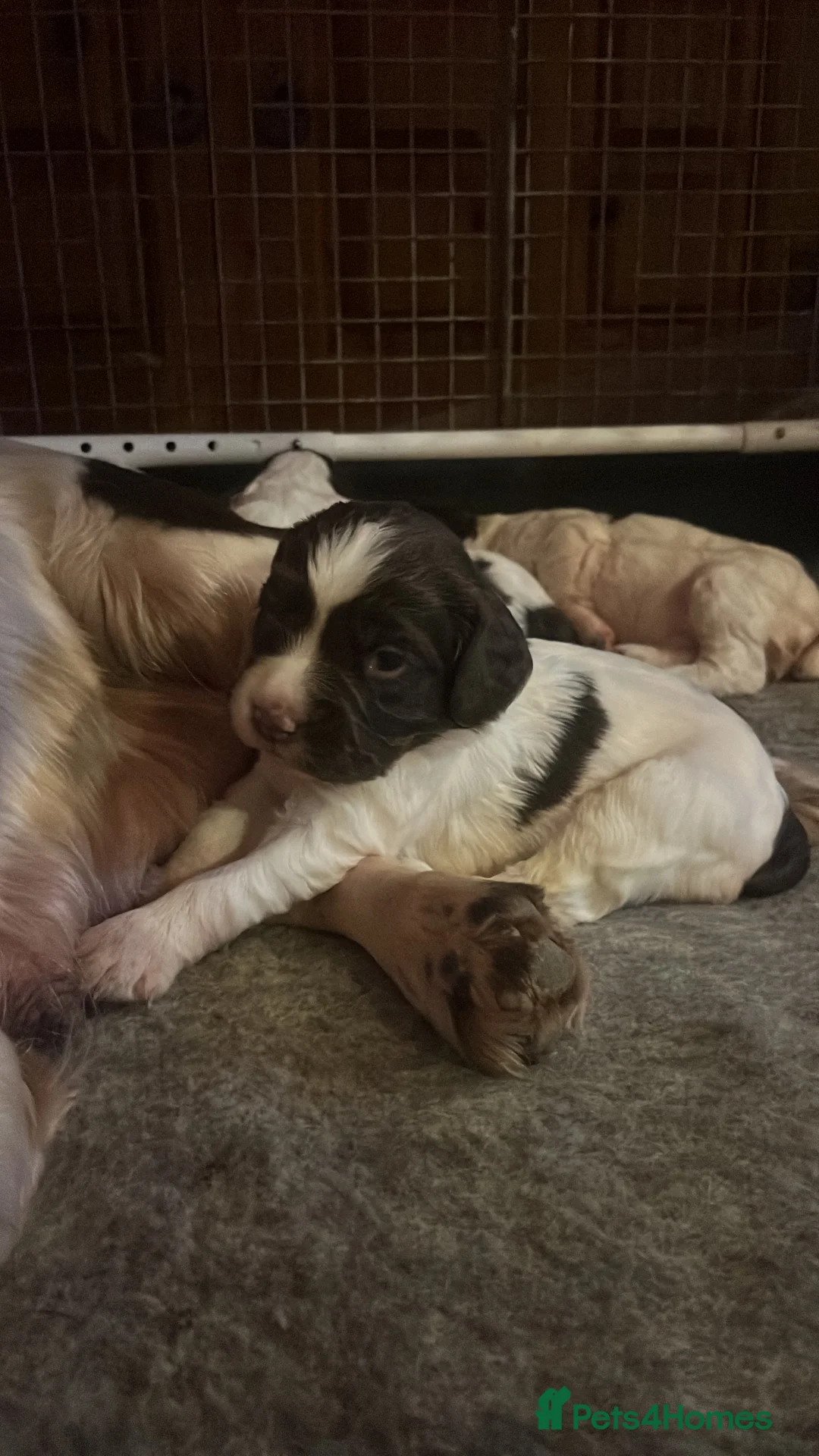 English Springer Spaniel dogs for sale: KC registered Traditional English Springer Spaniel - Advert 4