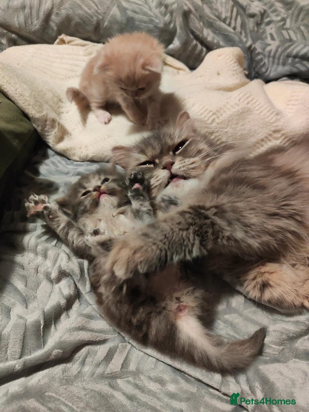 Persian cats for sale: Persian Mixed (F) & Kitten (F) - Advert 8