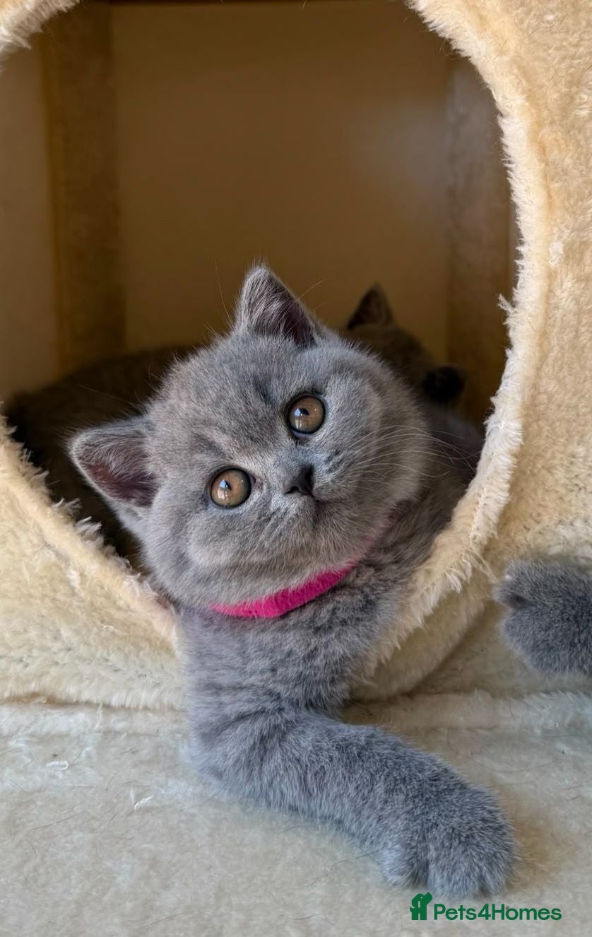 British Shorthair cats Gorgeous Adorable British Short Hair kittens - Advert 1