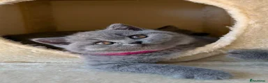 British Shorthair 4