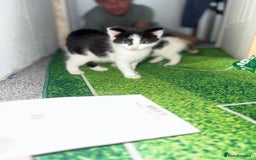 Domestic Shorthair cats for sale: 1 male and 2 female cats for sale - Image 8