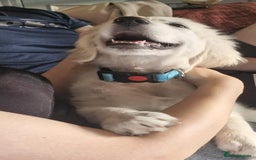 Golden Retriever dogs for sale: KC Registered  boy from 5 Star Breeder  - Image 25