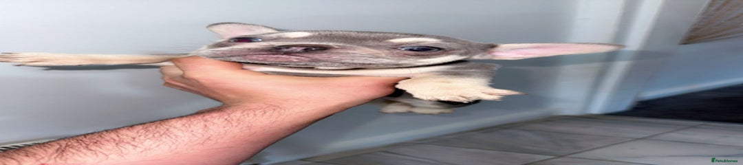 French Bulldog Puppy 2