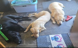 Labrador Retriever dogs for sale: Labrador pups kc registered *1 boy left* in Edinburgh - Image 2