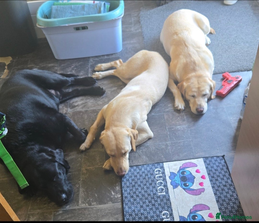 Labrador Retriever dogs for sale: Labrador pups kc registered *1 boy left* in Edinburgh - Image 2