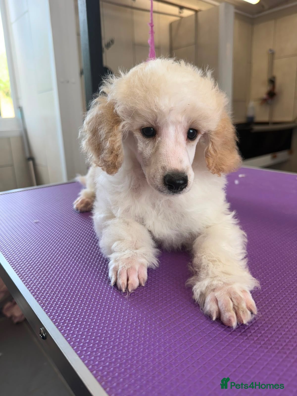 Toy Poodle dogs Stunning Toy Poodle Puppies - Advert 1