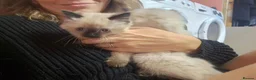 Mixed Breed cats for sale: Mixed Ragdoll babies in Alton - Advert 6