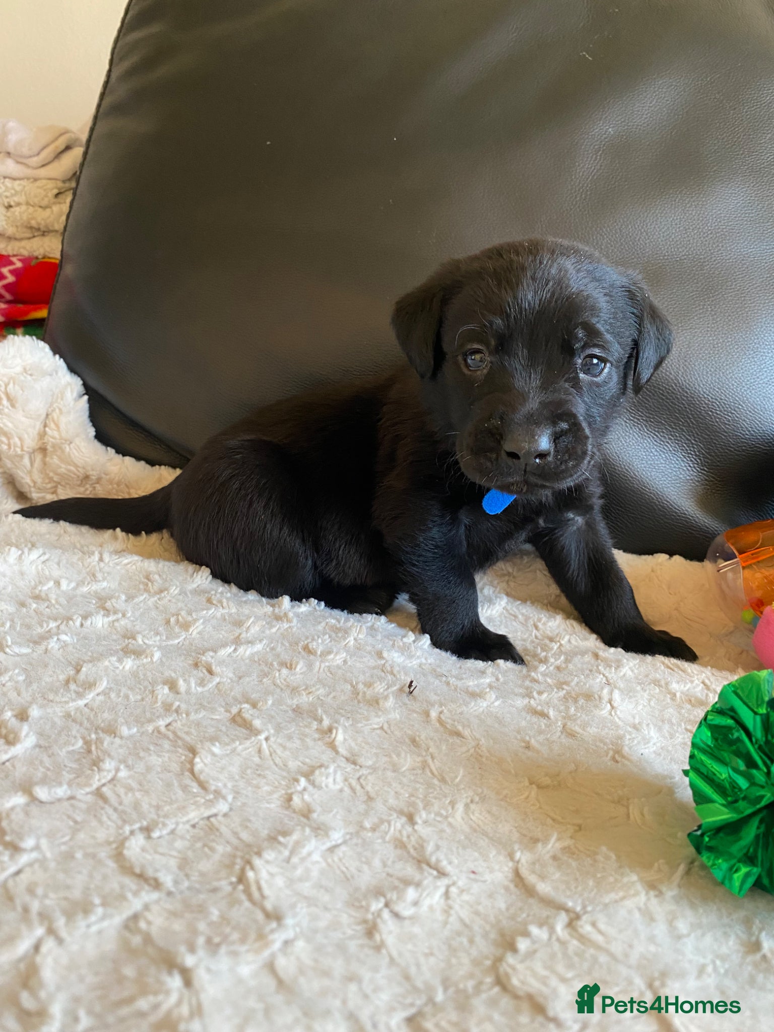 Labrador Retriever dogs Beautiful KC Registered Labradors puppies - Advert 10