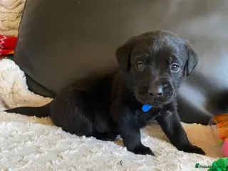 Labrador Retriever dogs Beautiful KC Registered Labradors puppies - Advert 10