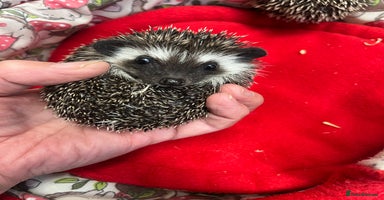 Pygmy Hedgehog rodents - Advert 3
