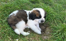 Saint Bernard dogs for sale: Saint bernard puppies READY END OF NEXT WEEK - Image 20