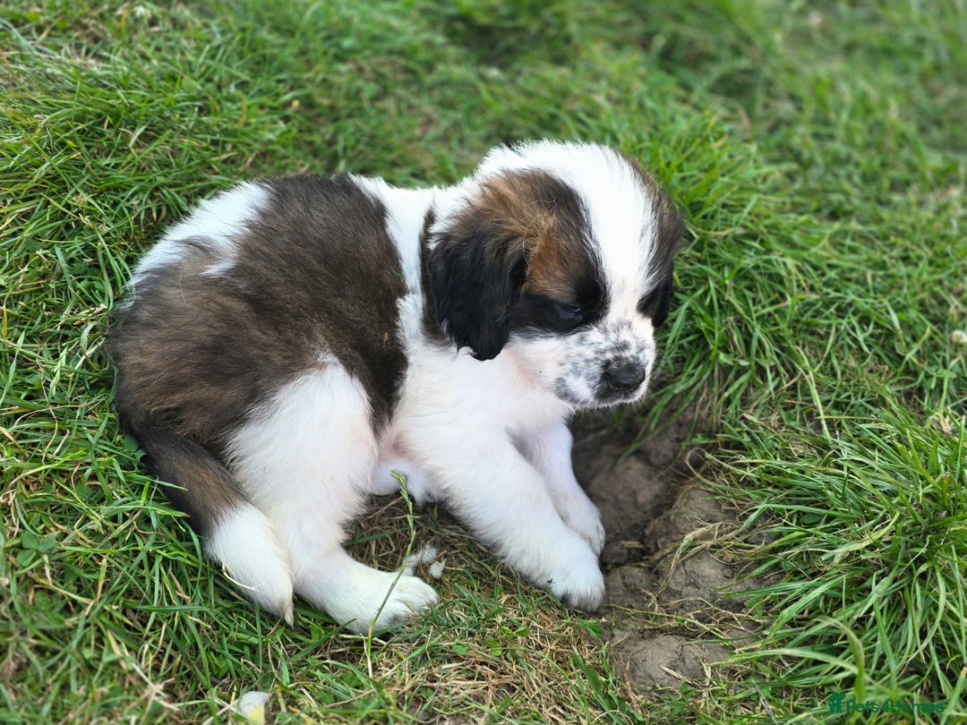Saint Bernard dogs for sale: Saint bernard puppies READY END OF NEXT WEEK - Image 20