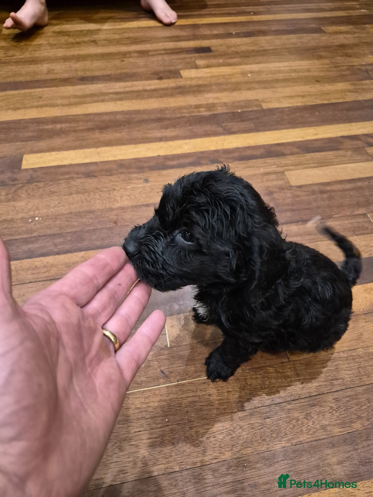 Cockapoo dogs Beautiful F1 COCKERPOO PUPPIES for sale  - Advert 1