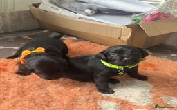 Mixed Breed dogs for sale: Adorable Lab/Spaniel/Collie Mix Puppies for Sale - Image 15
