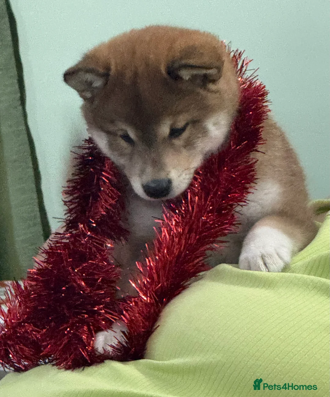 Japanese Shiba Inu dogs for sale: Bonny babies - Advert 7
