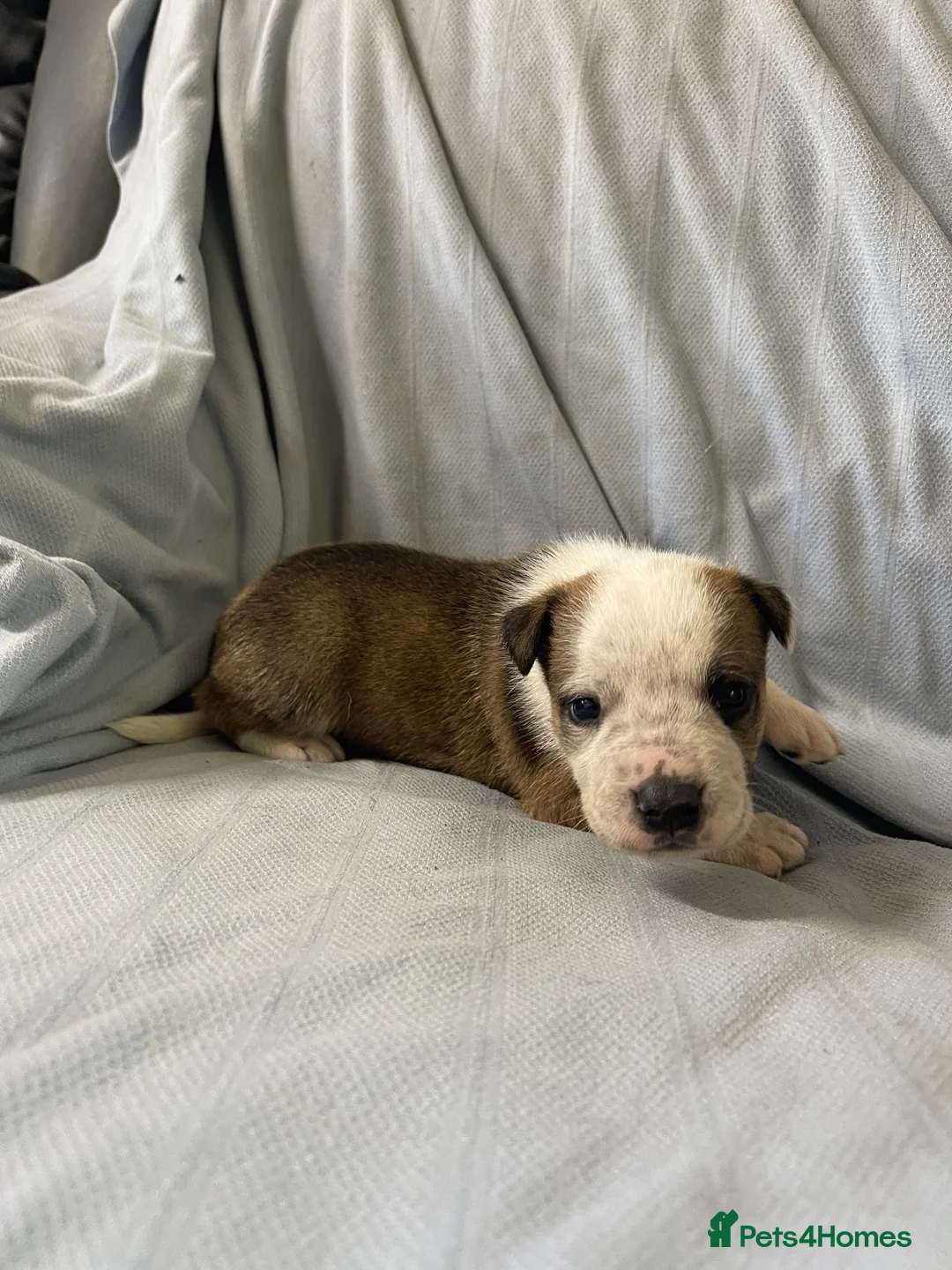 Mixed Breed dogs for sale: German shepherd x Staff litter - super friendly - Advert 39