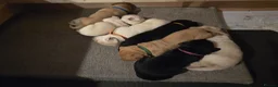 Labrador Retriever dogs for sale: Beautiful labrador puppies  - Advert 6