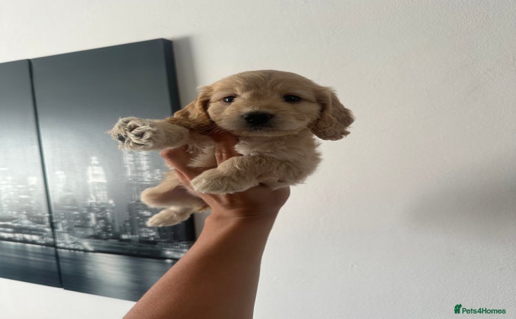 Cockapoo dogs - Advert 1