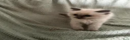 Ragdoll cats for sale: Beautiful pure ragdolls  - Advert 34