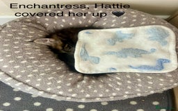 Maine Coon cats for sale: GCCF reg Maine Coon Kittens Stunning Tabby litter - Image 26