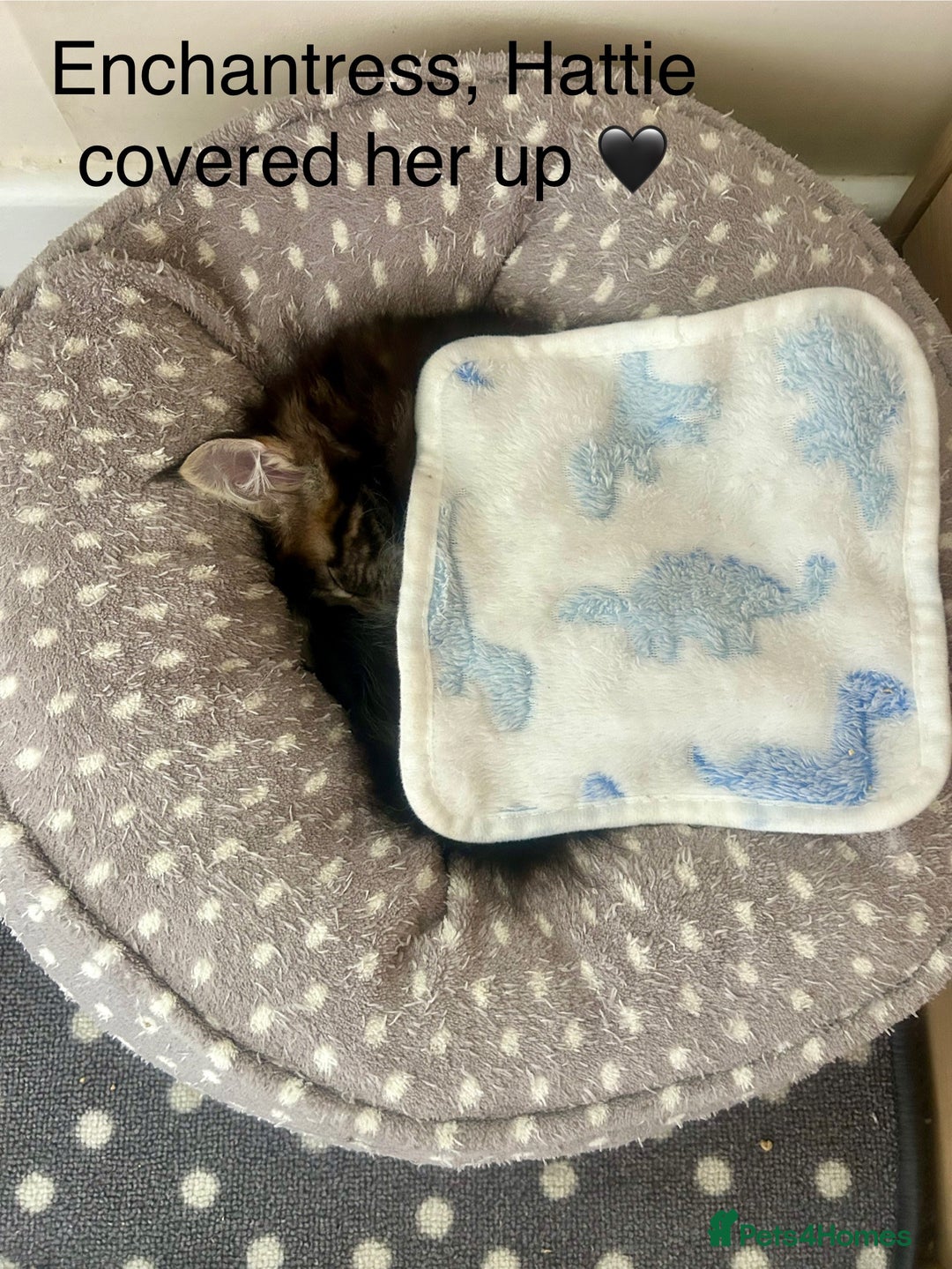 Maine Coon cats for sale: GCCF reg Maine Coon Kittens Stunning Tabby litter - Image 26
