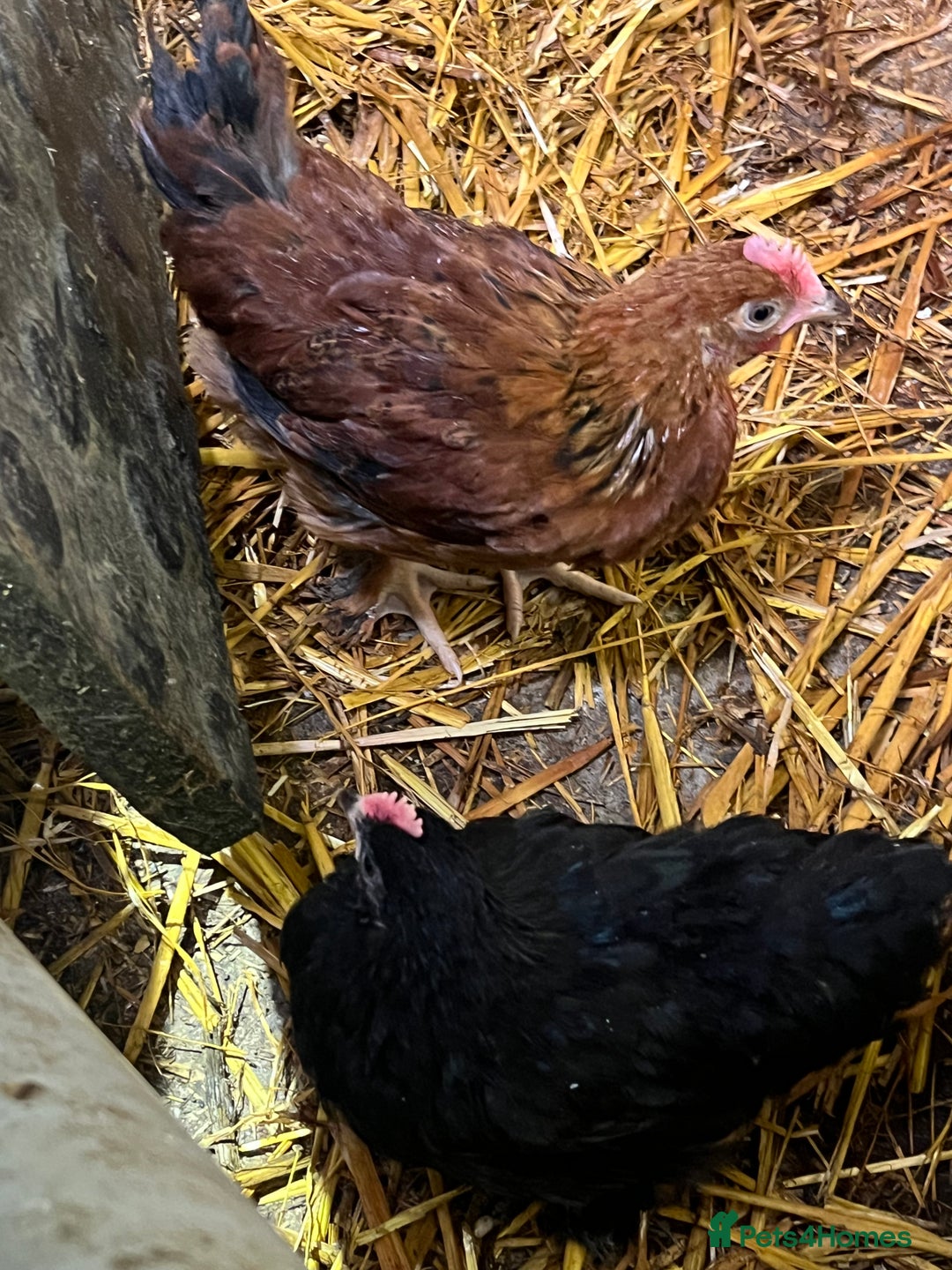 Chickens poultry for sale: Cockerels  - Image 2