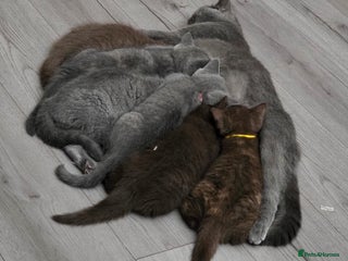 British Shorthair cats Stunning bsh kittens looking for homes 🏡 - Advert 13