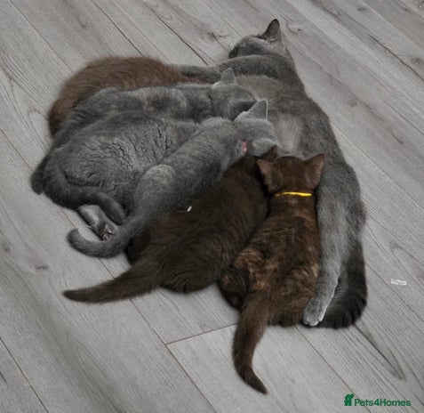 British Shorthair cats - Advert 8