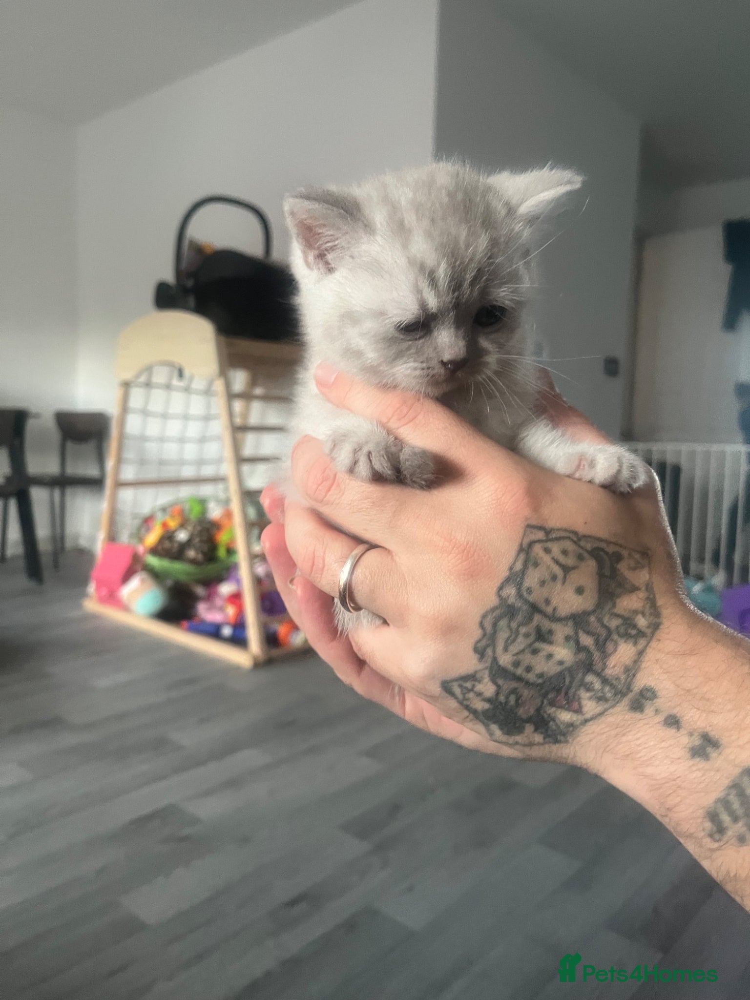 British Shorthair cats 2 British shorthair kittens  - Advert 12